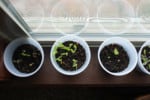 Top view of seedlings in a cup on a window sill.