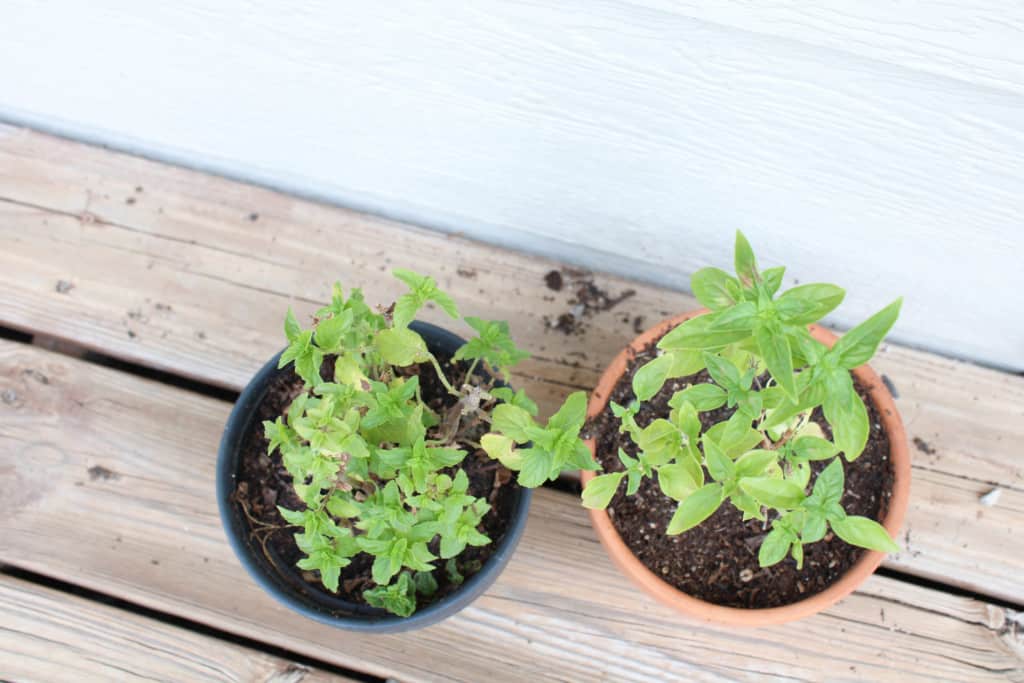 Top view of basil and mint plants in pots. 