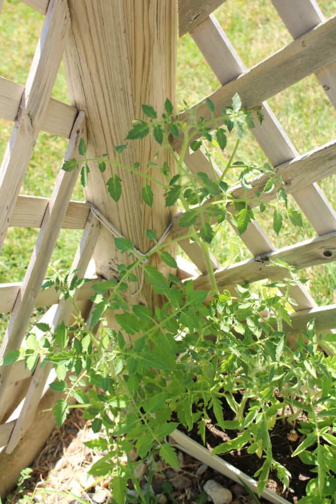 Close up on a tomato plant in a pot. 