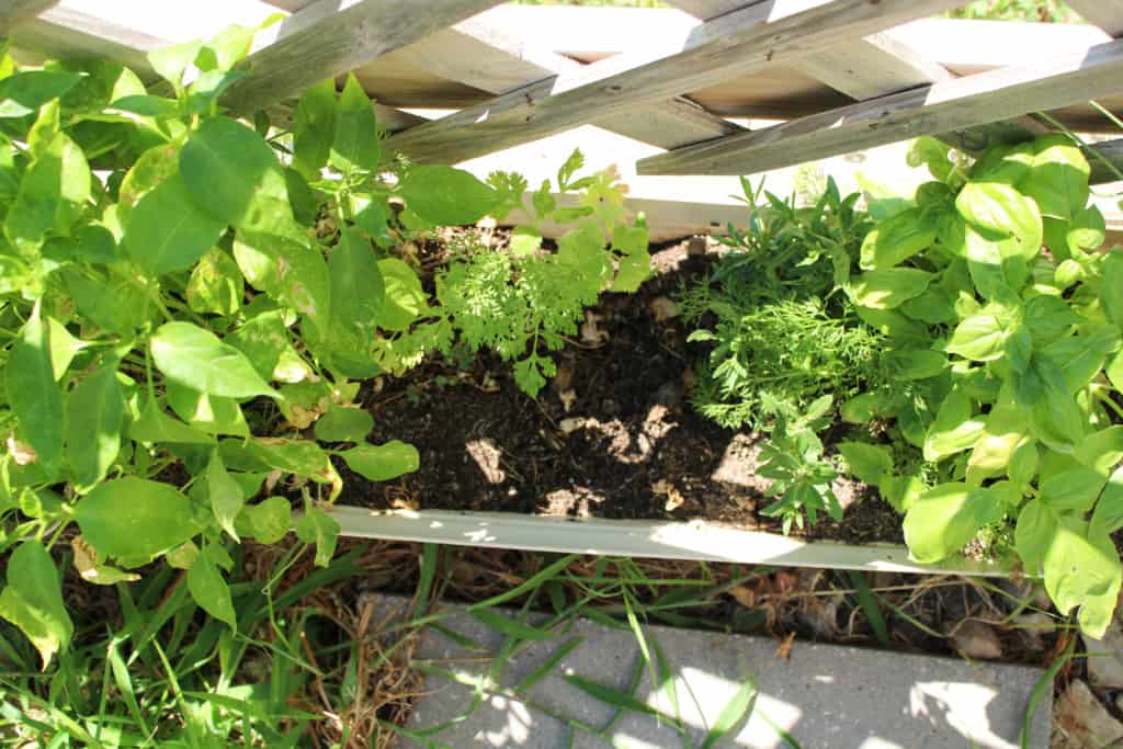 Herbs in pots.