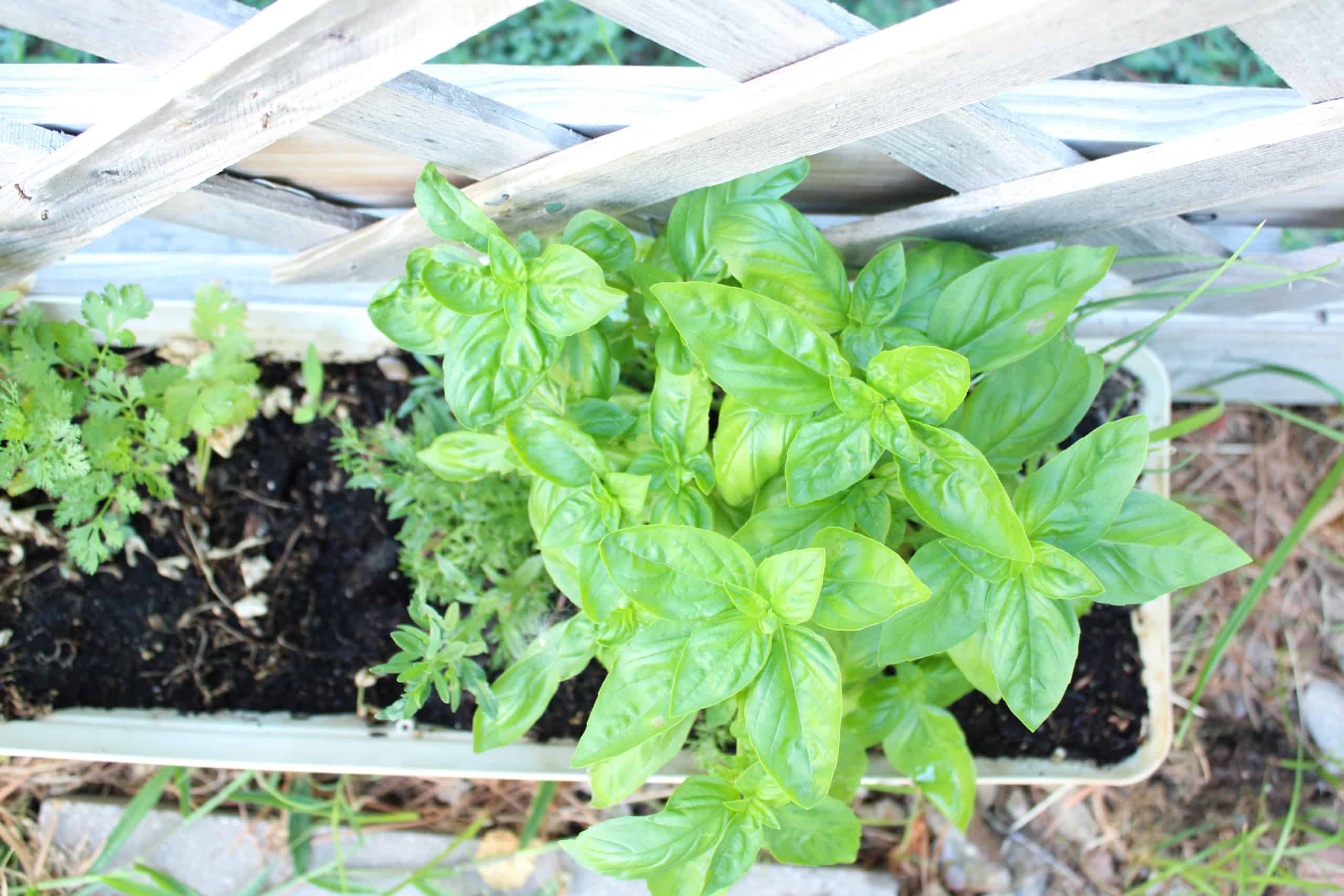 Close up on basil plant.