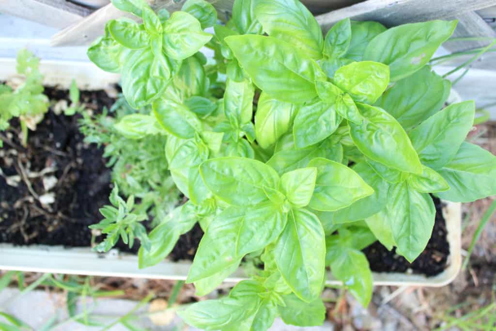 Close up on basil plant. 