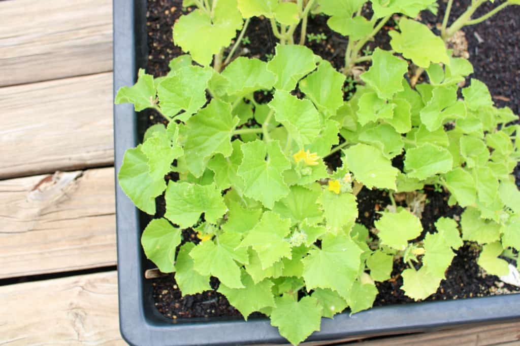 Close up on plants in vegetable pots.